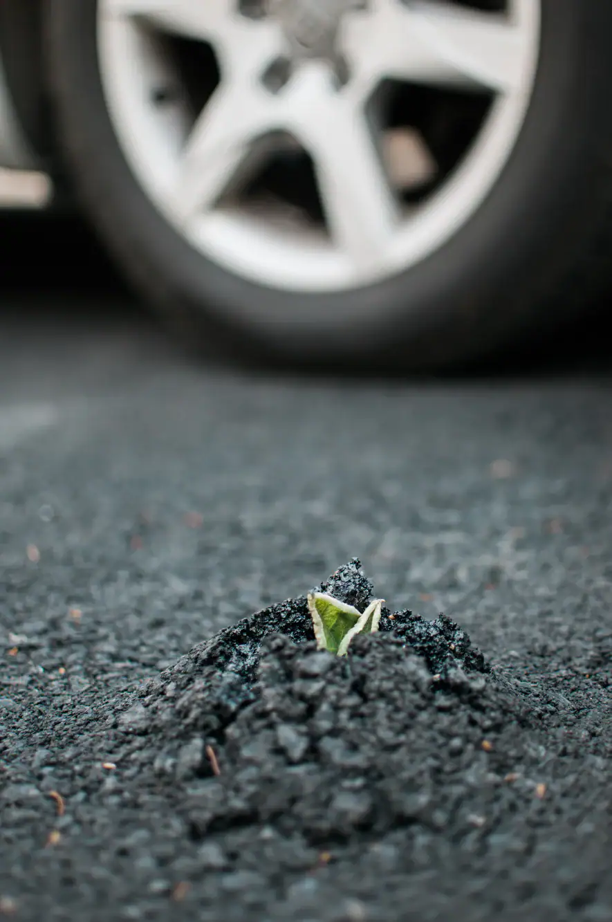 A small green plant sprouts through a crack in the asphalt, with a blurred car tire in the background.